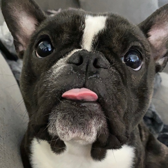 🖤MEET YOUR POSHER🖤 - Picture 4 of 4